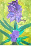 Hyacinth  € 30.00
