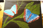Vlinders  € 40.00